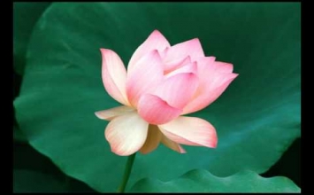 Câu chuyện về Liễu Phàm